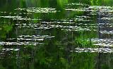 Lily Pads_01620
